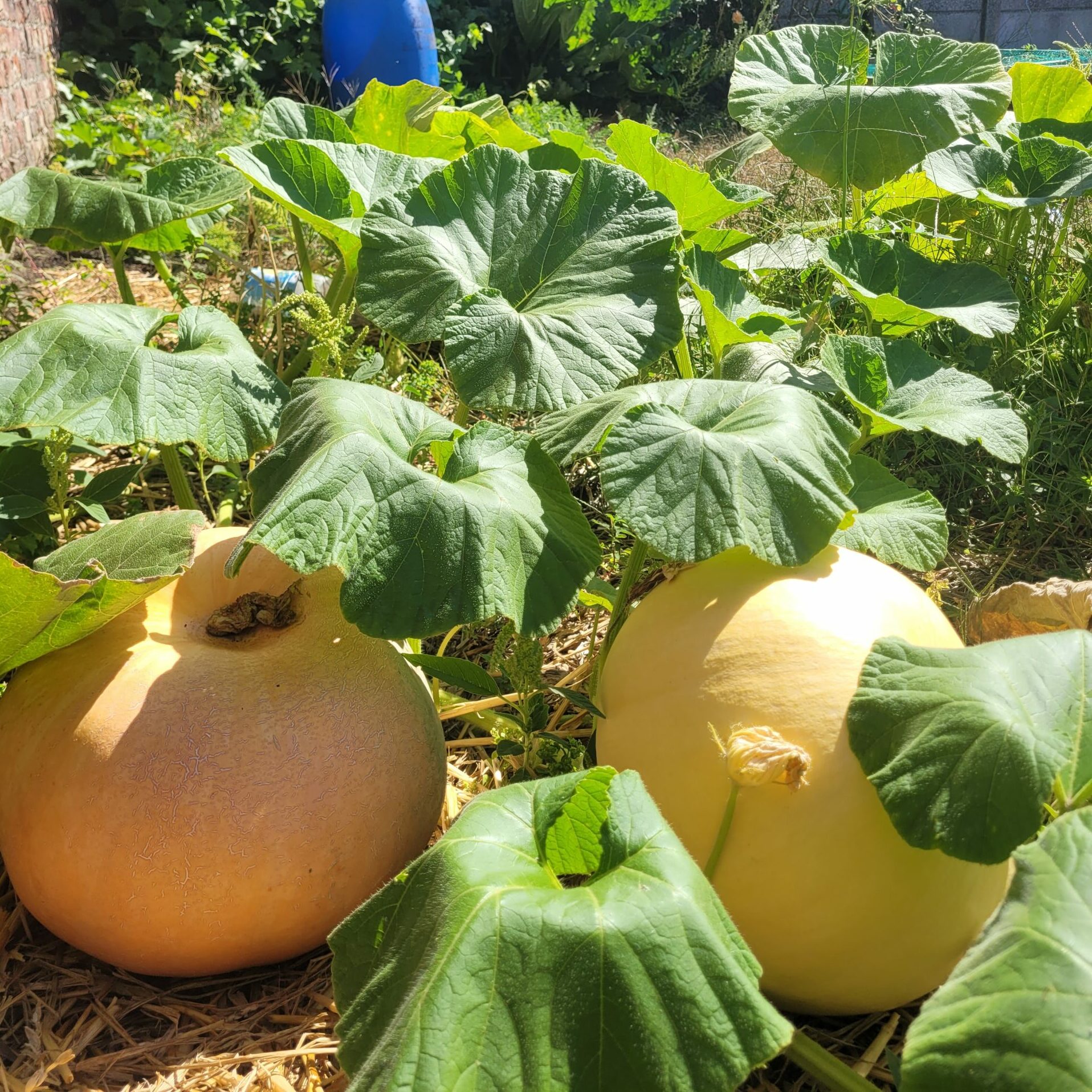 Jardin de Marie Buisine
